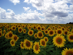 Fields of Sunflowers in the Vendee